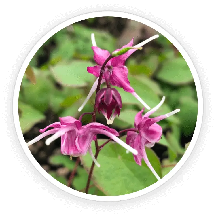 Quietum Plus Epimedium and Tribulus Terrestris ingredients